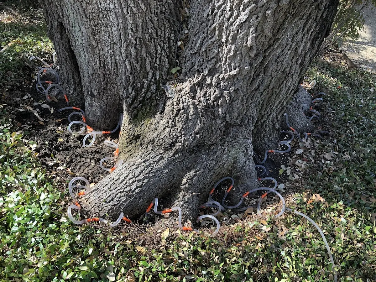 Detailed Tree Cabling and Bracing job site in Metz