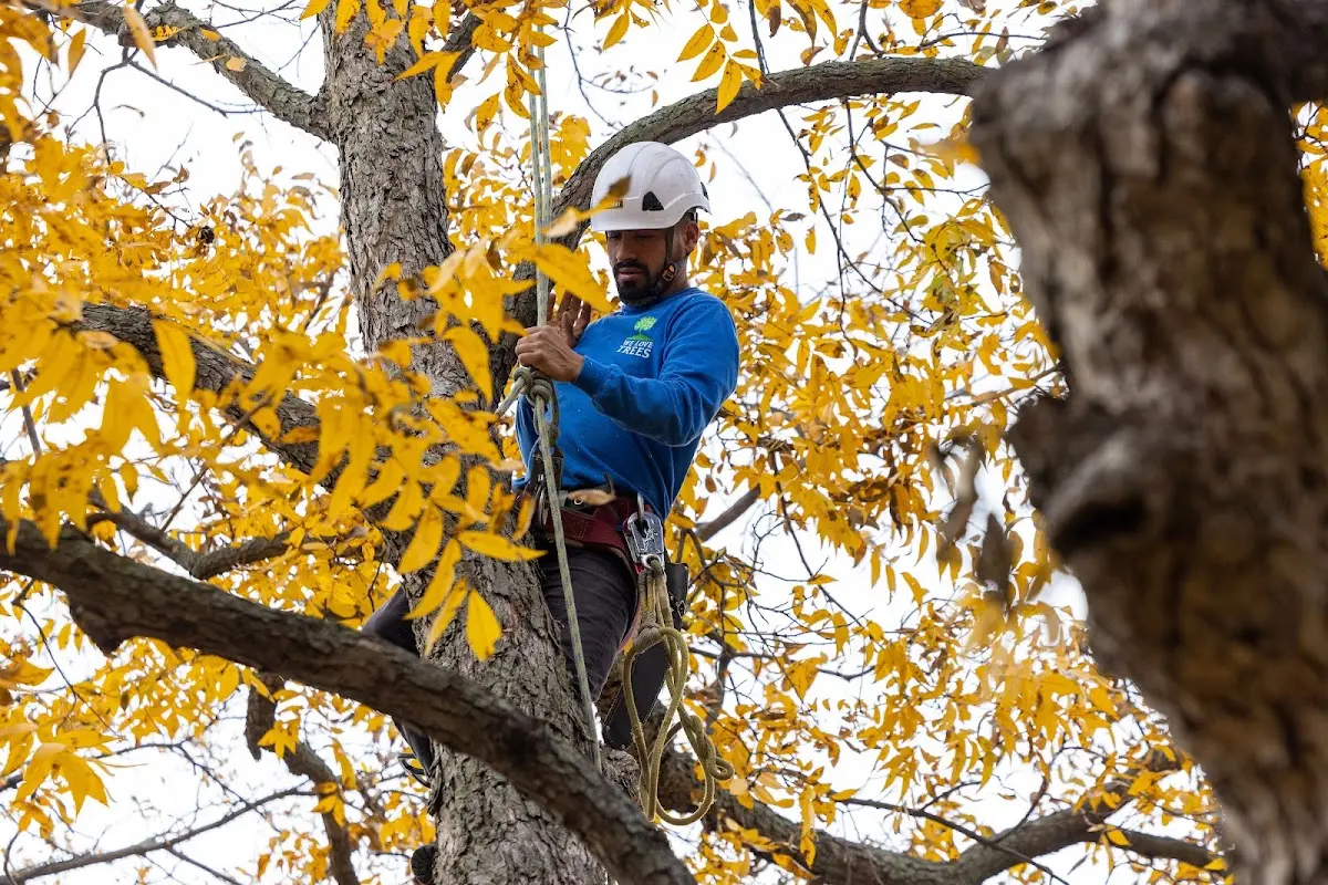 Skilled Tree Trimming crew working in Metz
